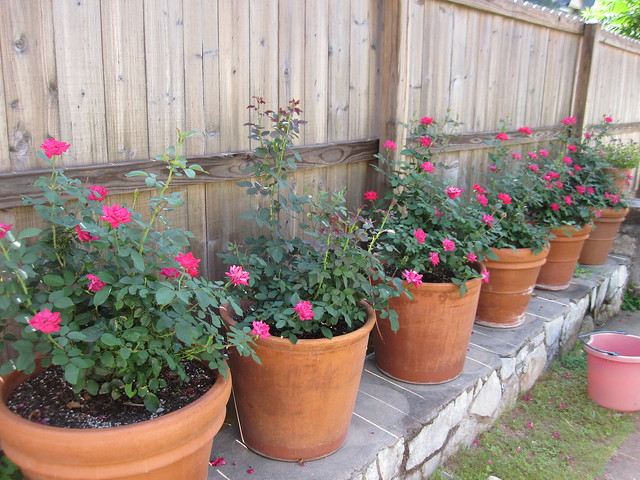 Roses in pots | Flickr - Photo Sharing!