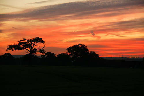 tree silhouette sunrise landscape essex