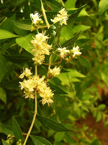 Henna (Lawsonia inermis)