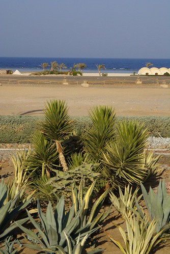 beach egypt