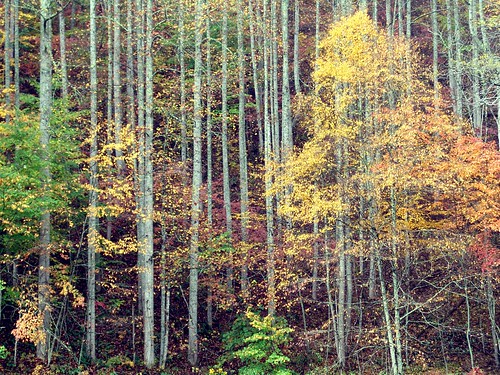autumn trees fall nc scenery scenic smokies roadtonowhere greatsmokymountainsnationalpark gsmnp