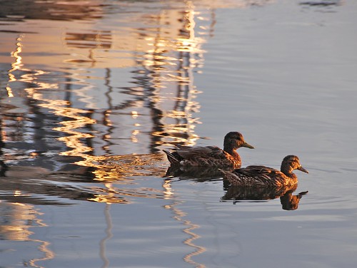 reflection nature water wildlife ducks nantucket
