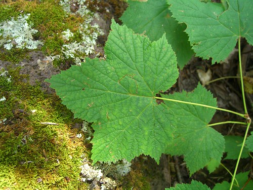 plant newmexico leaf moss