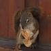 A cute squirrel at McKinley Princess