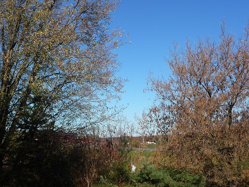november blue autumn trees sky west fall backyard afternoon belmont michigan bare