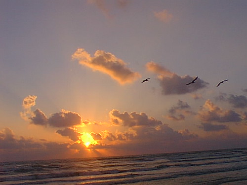 sea seagulls beach gulfofmexico méxico sunrise mar scenic playa tamaulipas mx gaviotas miramar myfirstphotoonflickr golfodeméxico ciudadmadero playademiramar