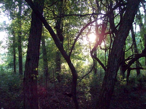 sun woods texas kodak rays longview easyshare easttexas pineywoods