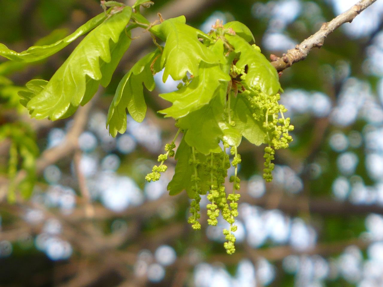 Oak (Roble) Quercus robur - a photo on Flickriver