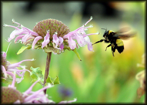 flowers flower macro minnesota dof bees bee bumblebee bumblebees mn purgatorycreek challengeyouwinner weirdauntmartha