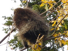 Porcupine in a tree 