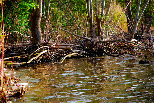 reeds bay nikon lilian alabam