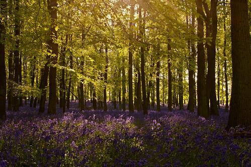 bluebells woodland landscape spring raw nt chilterns buckinghamshire wildflowers nationaltrust ashridgeestate d3x dockeywood ringshall walkingwithmynikon nikkorpcemicro45f28