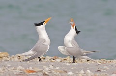 Royal Terns,Thalesseus maximus