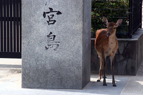 miyajima deer