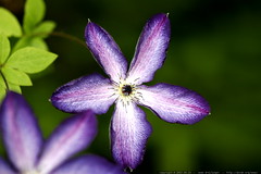 purple flower in paula's garden    MG 8244 
