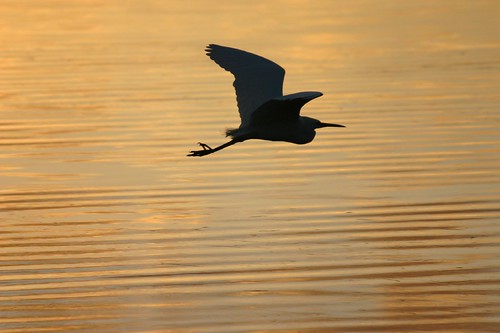 bird heron silhouette sunrise geotagged dawn flight sydney australia flyingbird narrabeenlake iansand peoploeplacesevents geo:lat=33716719 geo:lon=151269872