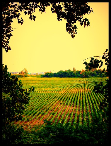 plants field yellow harvest farmland rows 365 picnik project365 365days