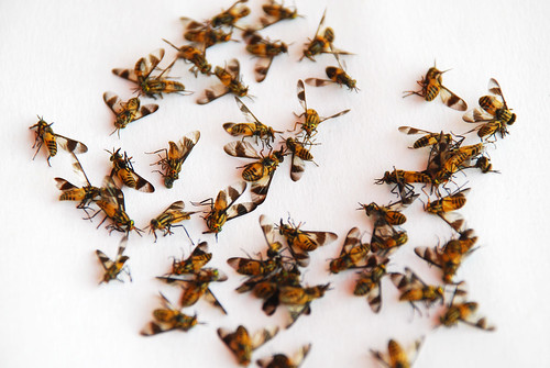 Eliminate as many bugs as possible; Photo by Benny Lin, CC BY-NC