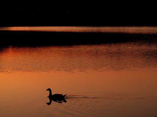 sunset reflection swimming duck pond brighton chandler