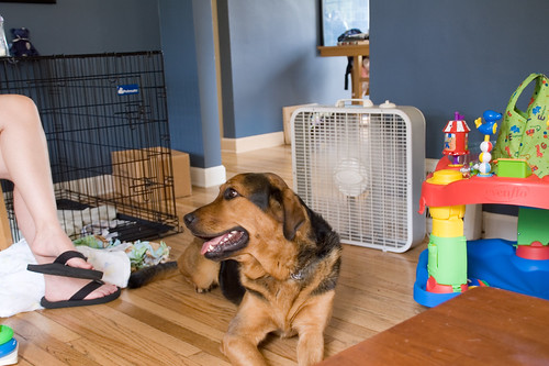 how to keep your dog cool - fan
