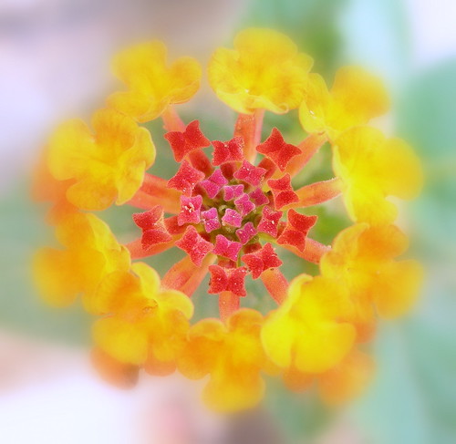 lantana colourful softfocus nikon picasa jasbirsingh ludhiana punjab india flower floral nature garden flickrsbest