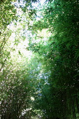 À travers les bambous, le soleil - Photo of Saint-Jeannet
