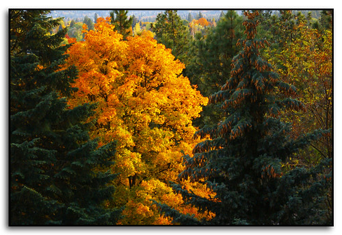 autumn tree fall colors leaves season washington spokane changing