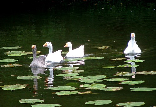 bird water birds geese pond colorful eau goose nénuphar oiseau oiseaux étang oie oies thebigone olibac impressedbeauty