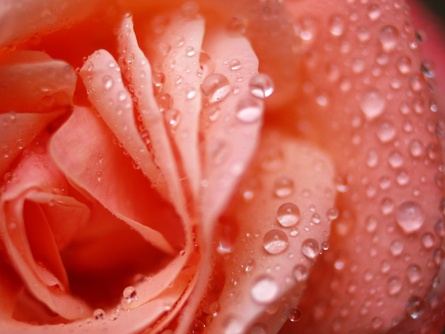 0423 Wet Rose