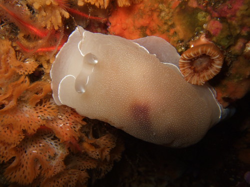 underwater scuba diving opistobranch berthellacalifornica vision0708 californiasidegill