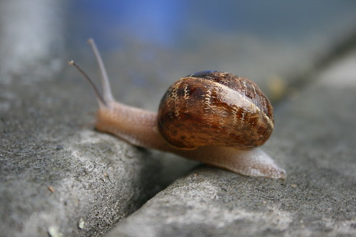 snail