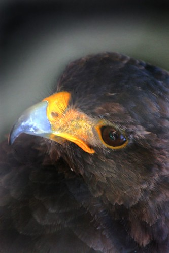 portrait bird hawk raptor kingrichardsfaire harrishawk