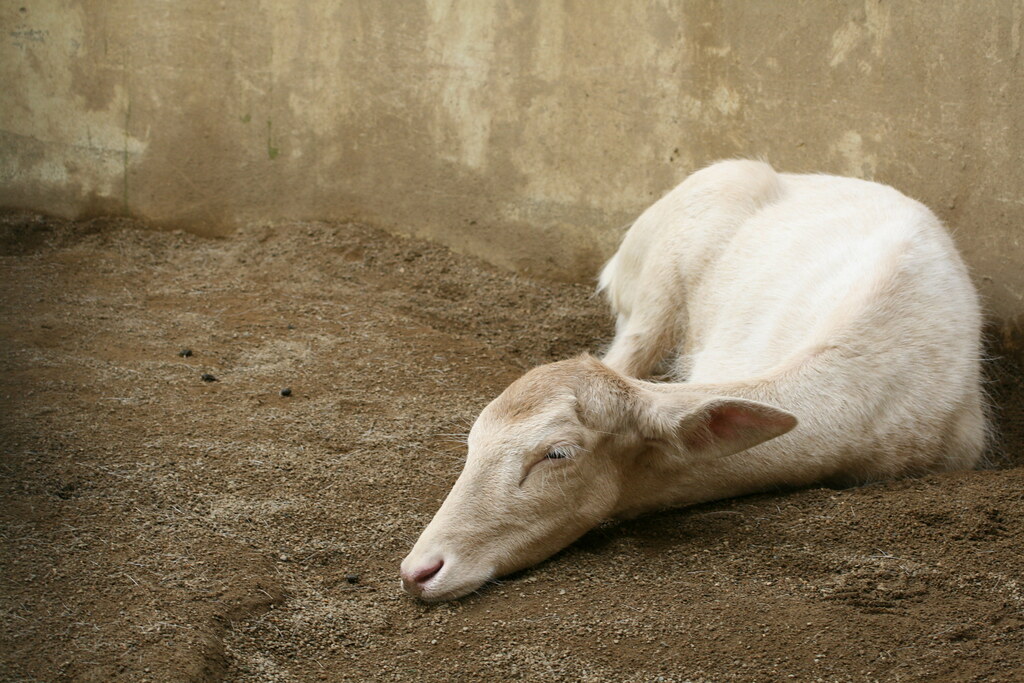 Sleeping Goat