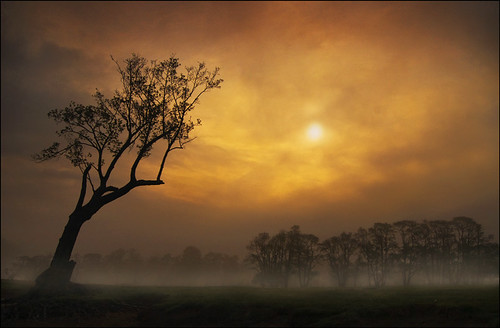 trees mist fog sunrise lakedistrict cumbria ullswater pooleybridge