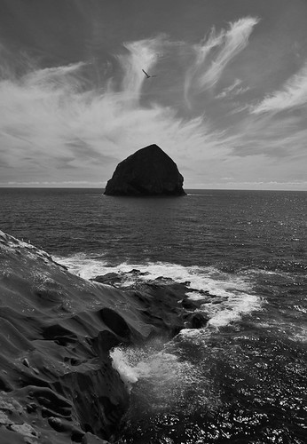 ocean bird nature water oregon landscape coast seagull wave pacificnorthwest haystackrock pacificcity capekiwanda