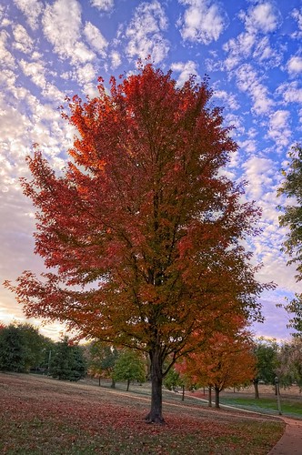 park autumn tree fall nature sunrise nikon fallfoliage kansas wichita hdr photomatix d300s collegehillpark