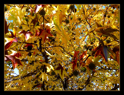 madrid park parque autumn tree nature colors leaves gardens spain arboles colores autumncolors otoño jardines coloresdeotoño eloyrodríguez