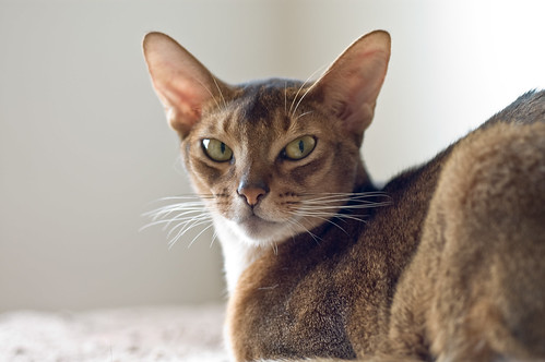 Truman, portrait of a young man/cat