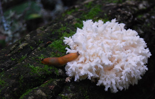 coral forest fungi fungus slug mn rare