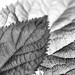 Leaf on leaf No. 1, in Black and White