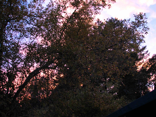 trees sunset clouds