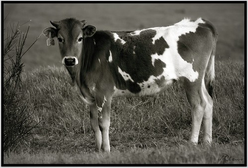 bw animal cattle zwartwit tagged contact calf inlandempire blackwhitephotos supereco bealivebetopbeseven