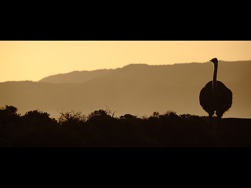western cape cinemascope emu bird sunset road insolite naturalsepia warm tones southafrica capetown capeofgoodhope yalestudio canonef28300mmf3556lisusm canoneos5dmkii visionqualitygroup naturewatcher