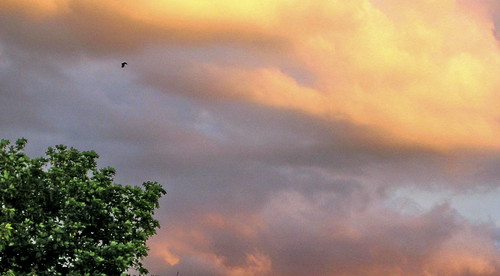 trees sunset sky clouds greenskies