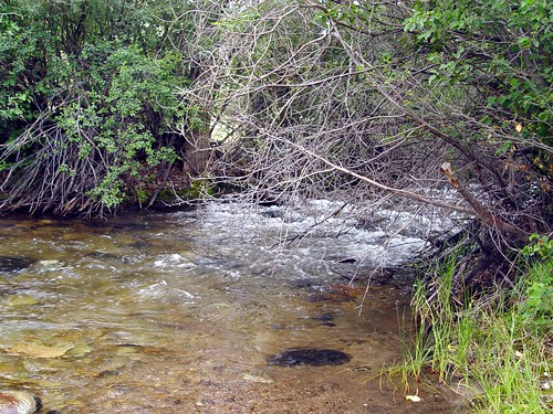 tree water creek river montana roadtrip rapid montanaroadtrip