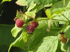 Red raspberries 