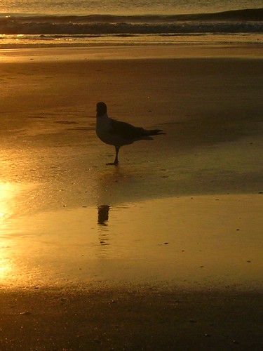 morning sun beach birds sunrise jacksonvillebeach jacksonvillefl