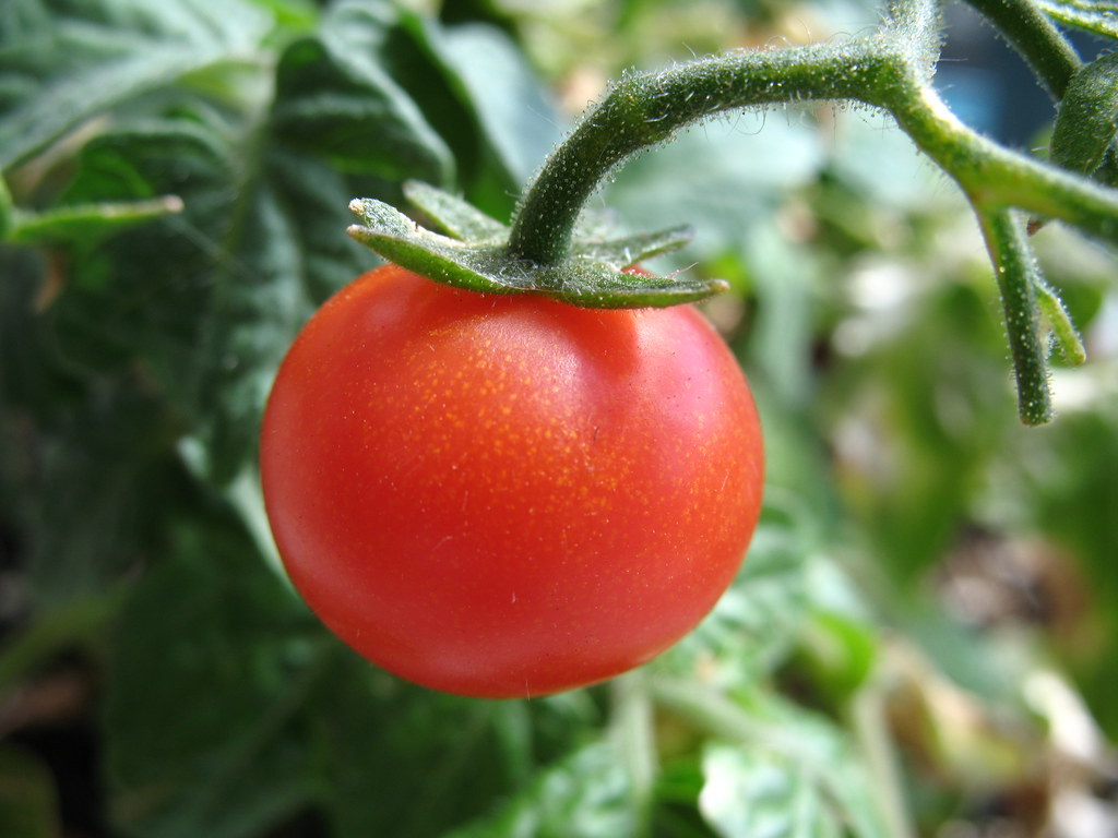 Mini-Tomate Montréalaise