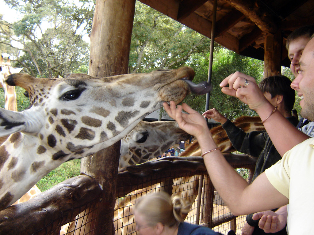  Things To Do in Nairobi - Giraffe Manor
