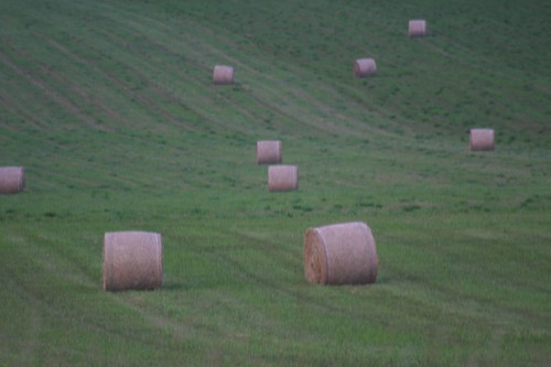 sunset sun bird clouds golden weeds farm straw fields hay haybales countyside balesofhay hydroline cuthay